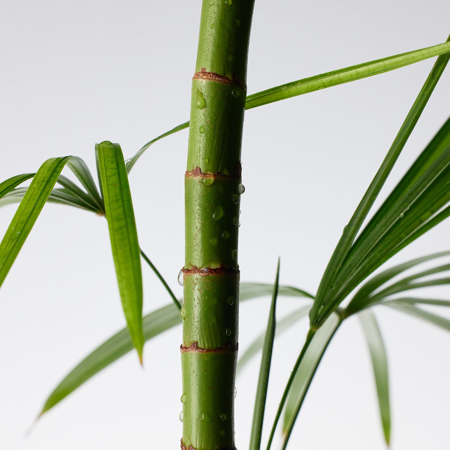 PURITO Seoul Mighty Bamboo Panthenol Cream - korejska kozmetika